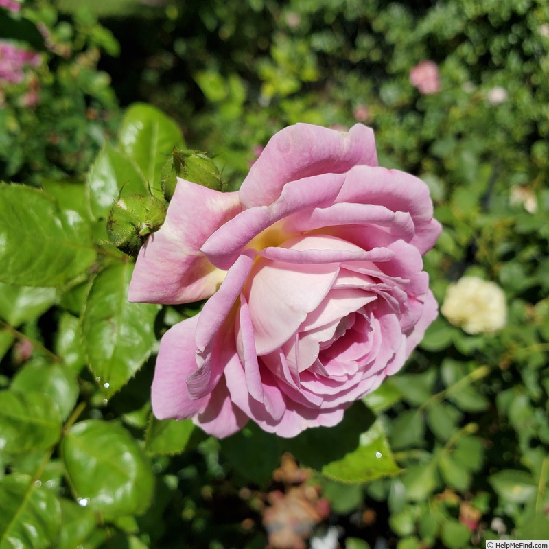 'Arctic Blue ™' rose photo