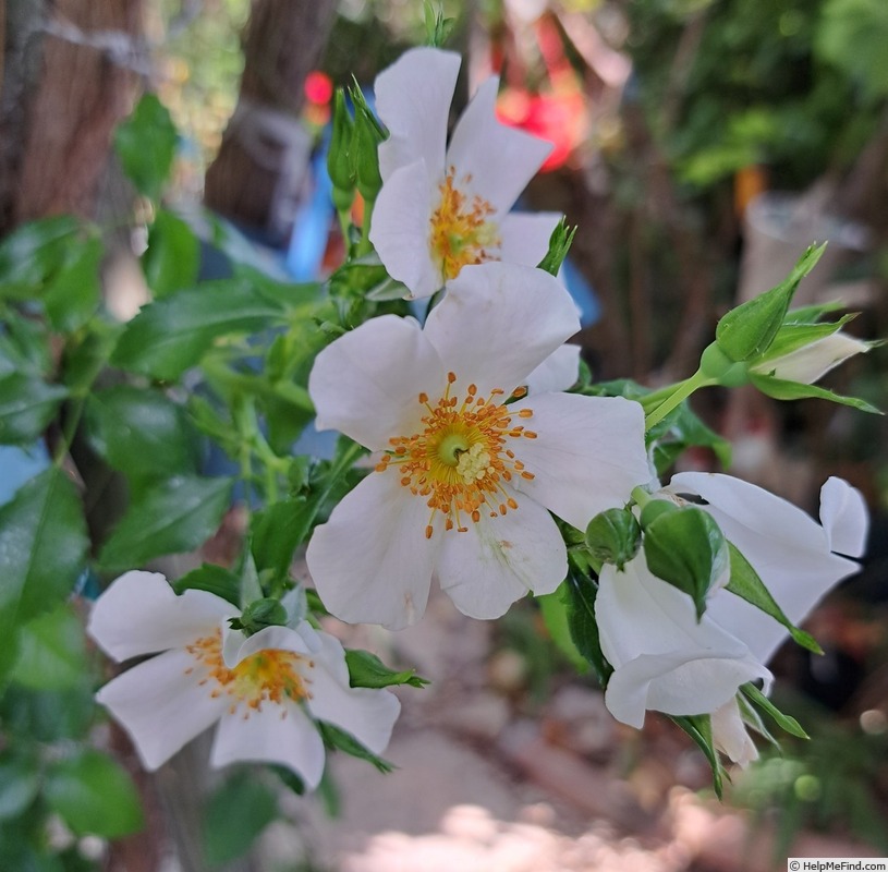'Champs-Elysées ® (floribunda, Meilland 2013/21)' rose photo