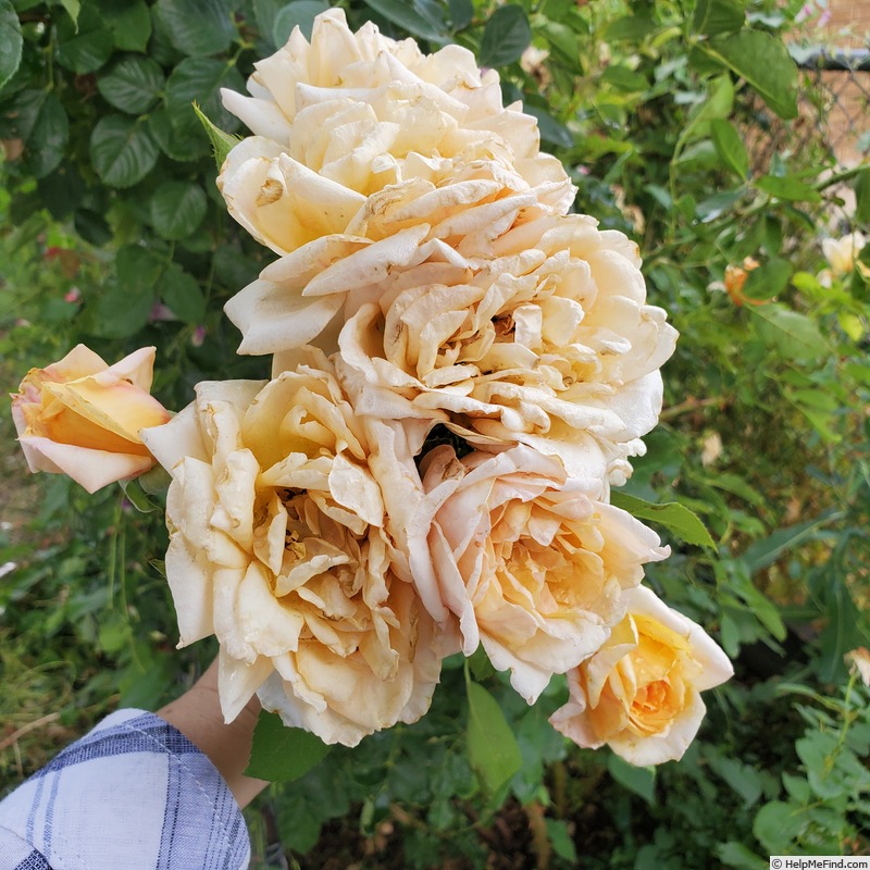 'Garden Sun' rose photo