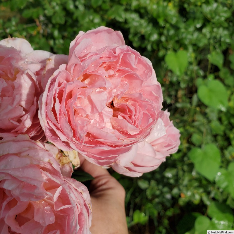 'April Love ™' rose photo