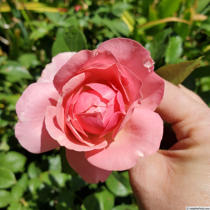 'All Dressed Up ™' rose photo