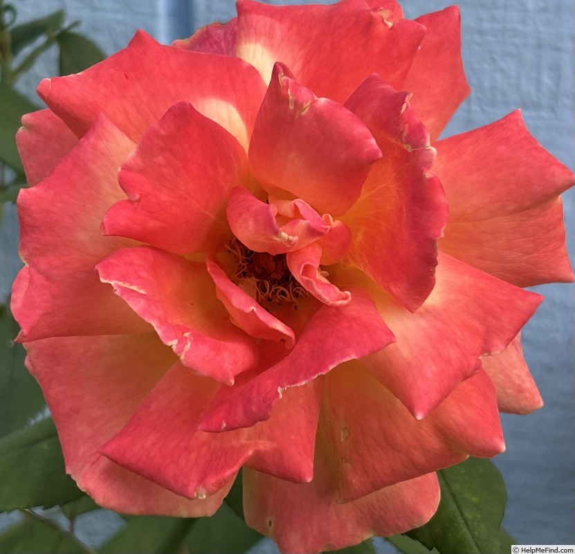 'A Lady Never Tells' rose photo
