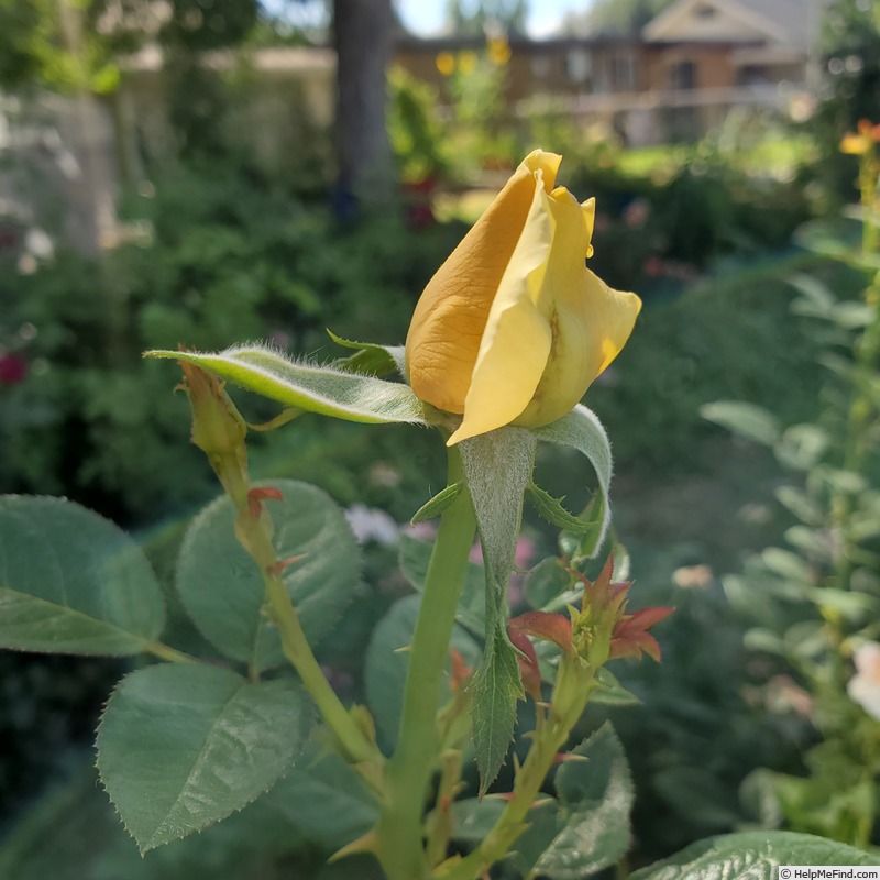 'Abbaye de Cluny ®' rose photo