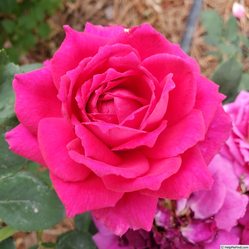 'Stephens' Big Purple (Hybrid Tea, Stephens, 1985)' rose photo