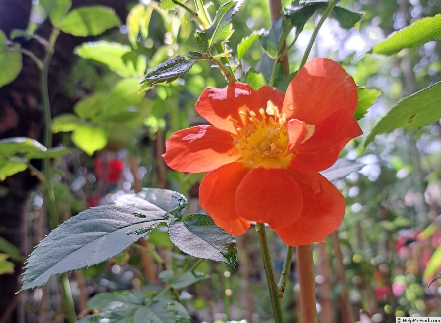 'Havanna ® (floribunda, Spek 2013)' rose photo