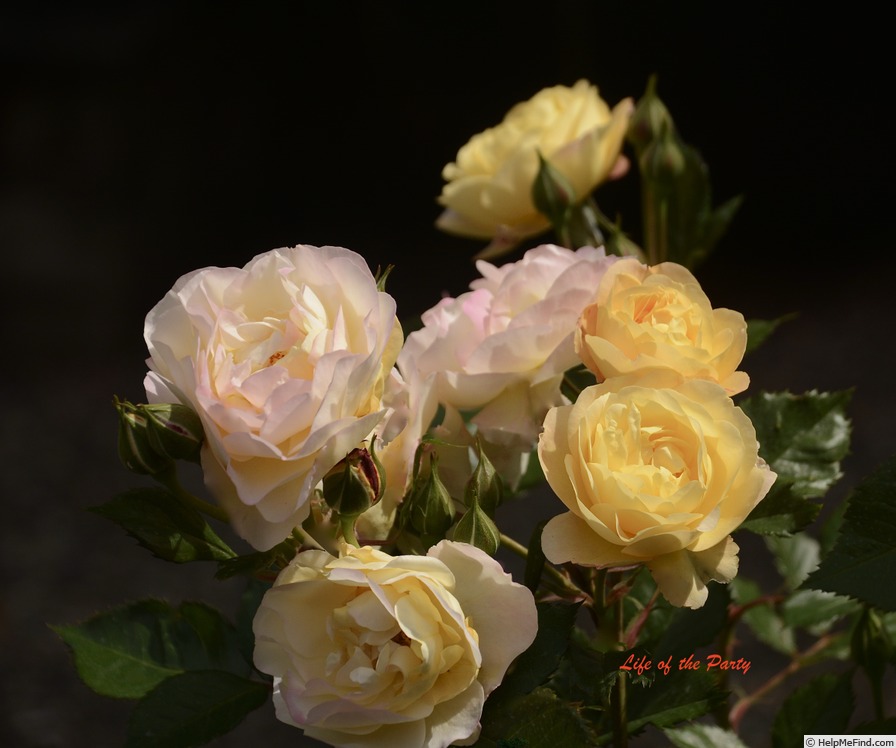 'Life of the Party' rose photo