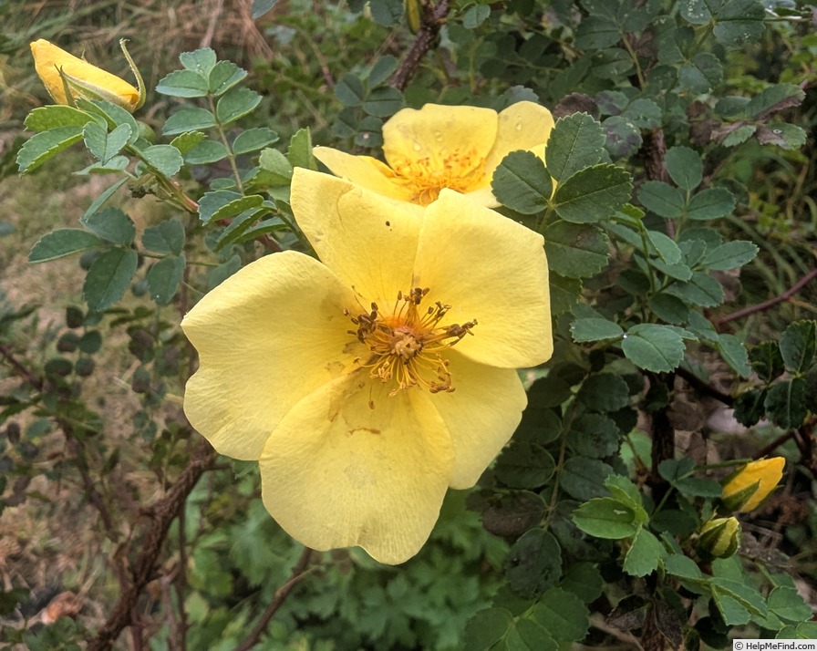 'Golden Chersonese' rose photo