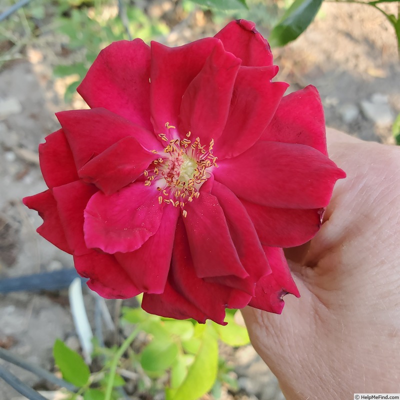 'Oklahoma (Hybrid Tea, Swim & Weeks, 1963)' rose photo