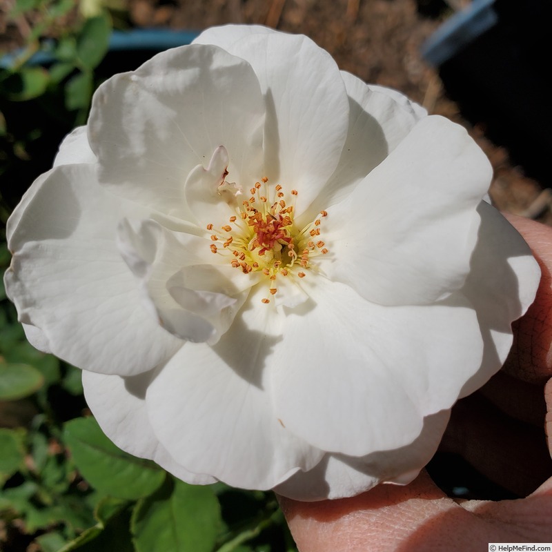 'Pearlescent ™' rose photo