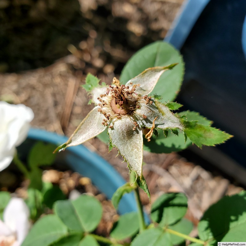 'Pearlescent ™' rose photo