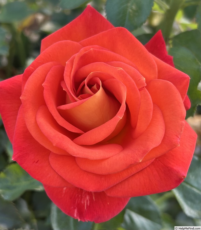'Burst of Joy ™' rose photo