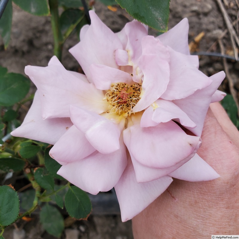 'Koko Loco (floribunda, Bedard, 2010)' rose photo
