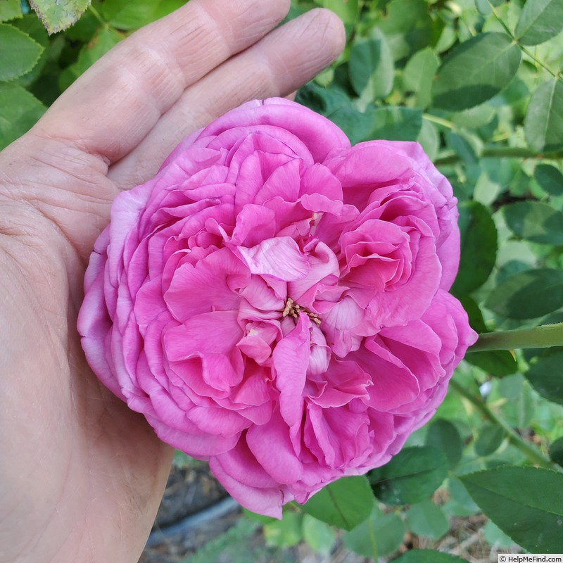 'La Reine' rose photo