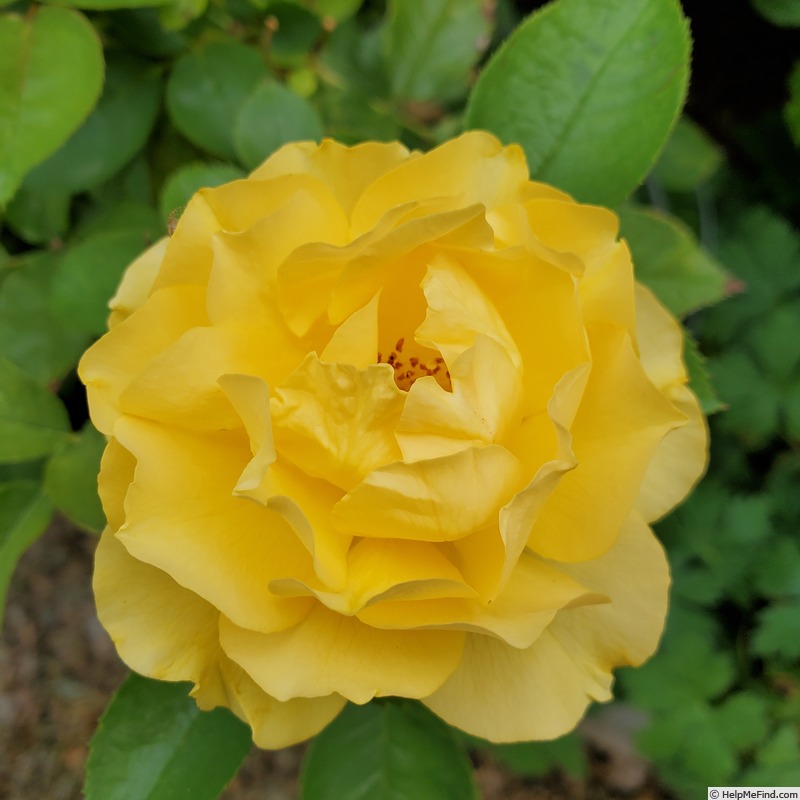 'Julia Child ™ (Floribunda, Carruth 2004)' rose photo