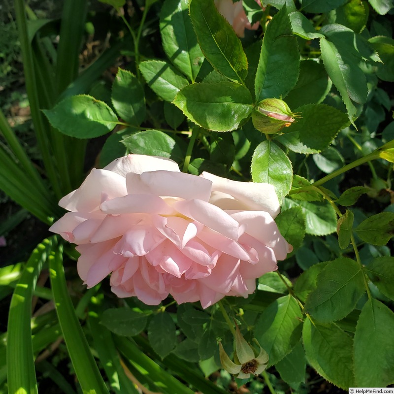 'Sweet Rose of Mine' rose photo