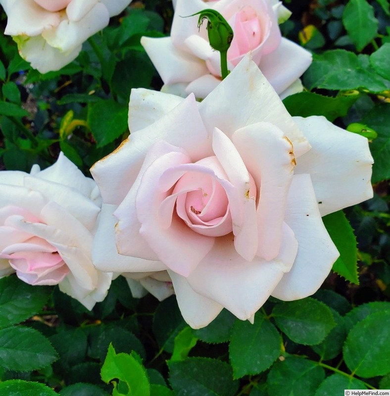 'Meredith (hybrid tea, Carruth 2002)' rose photo