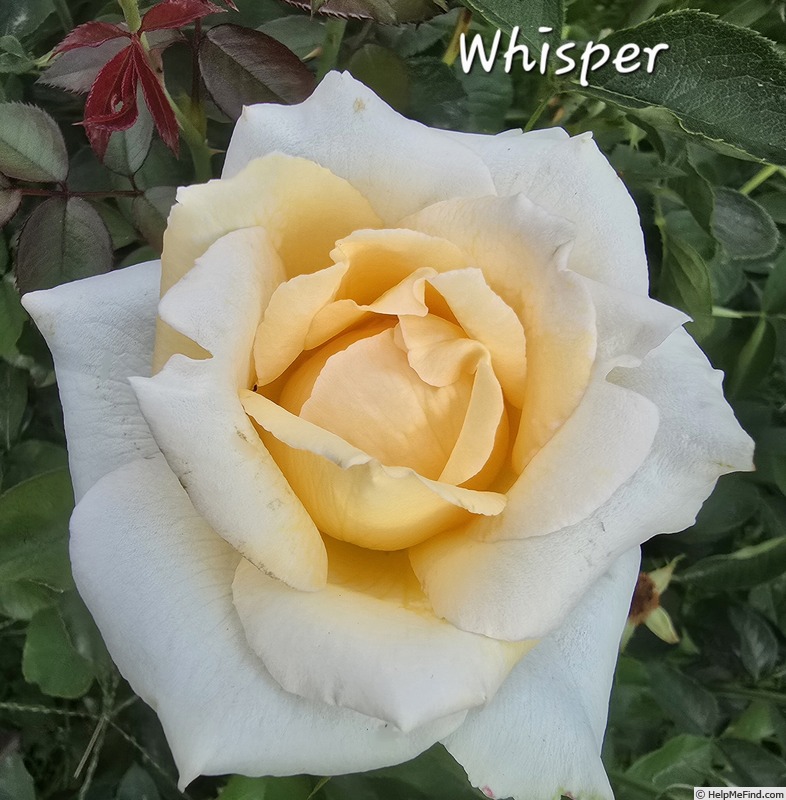 'Whisper ™ (hybrid tea, Dickson 2002)' rose photo