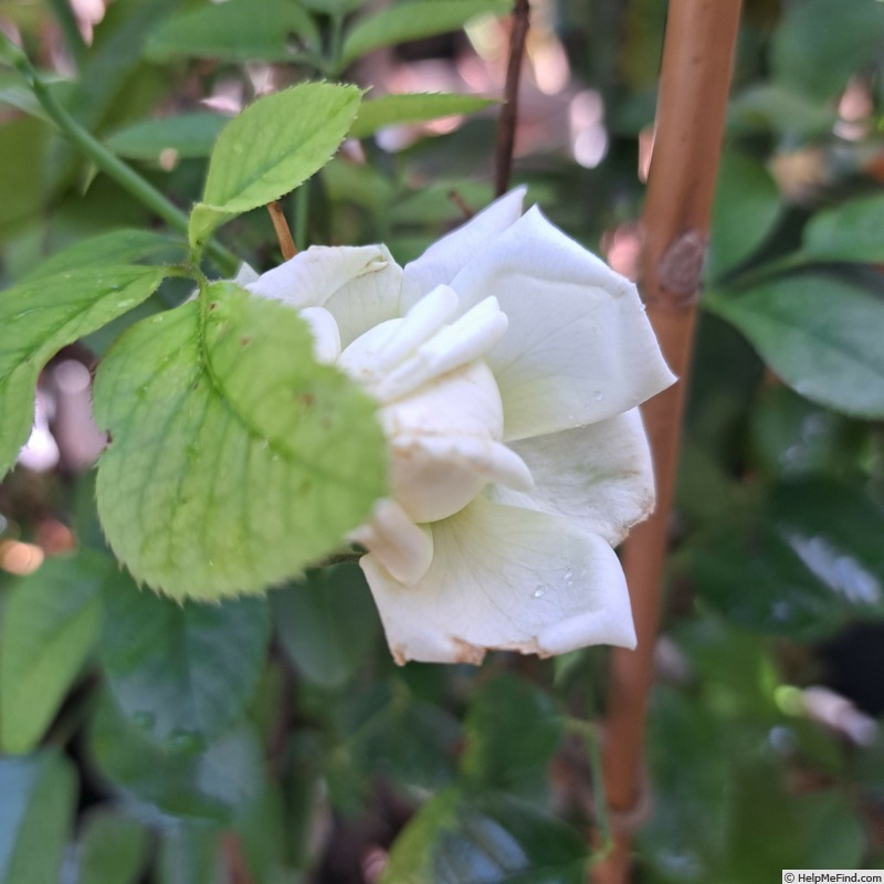 'Anggun ®' rose photo