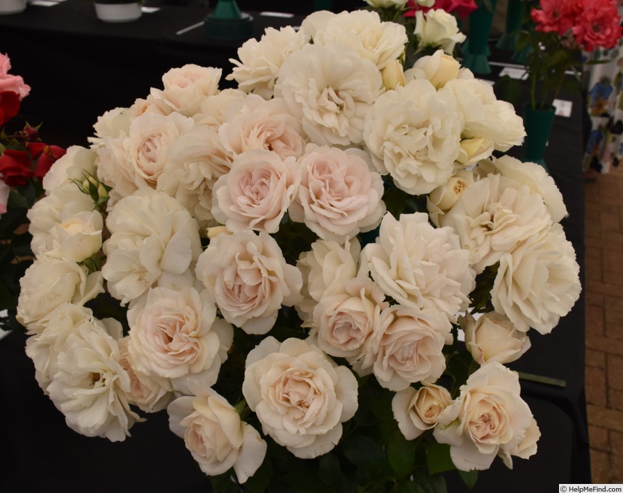 'Champagne Moment' rose photo