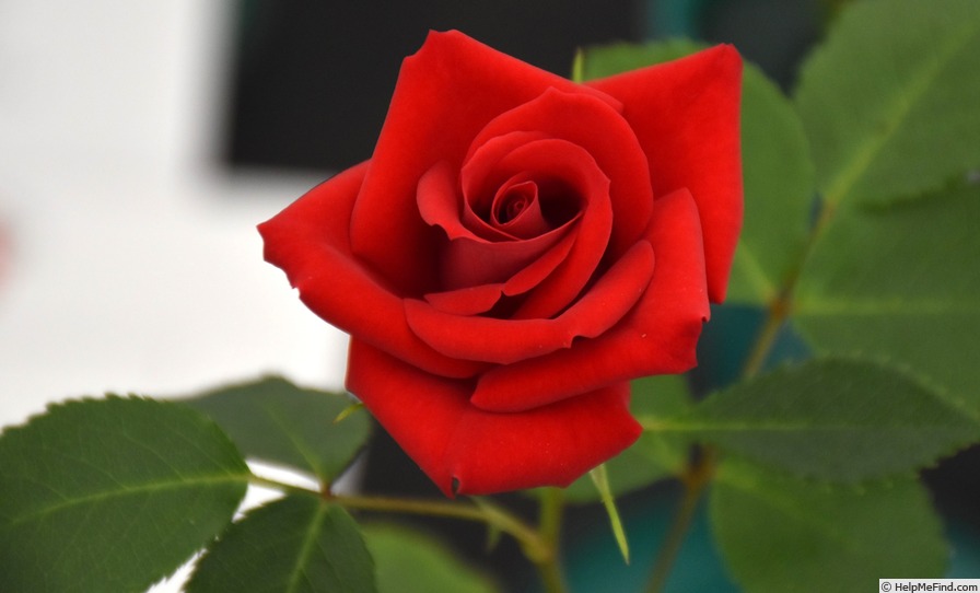 'Daddy Frank' rose photo