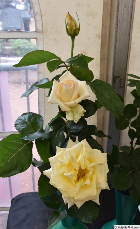 'The Wainwright Rose' rose photo