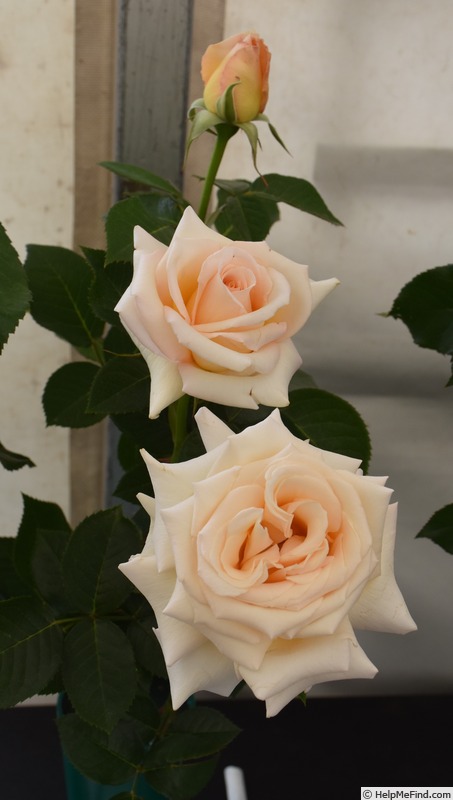 'Isn't She Lovely' rose photo