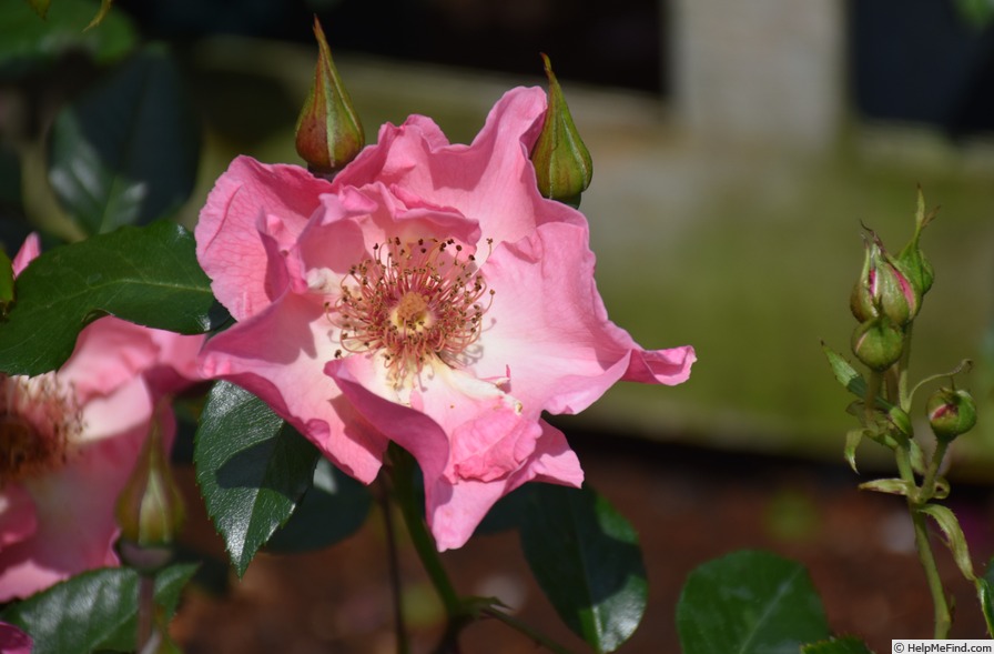 'Summer Wine (climber, Kordes before 1980)' rose photo