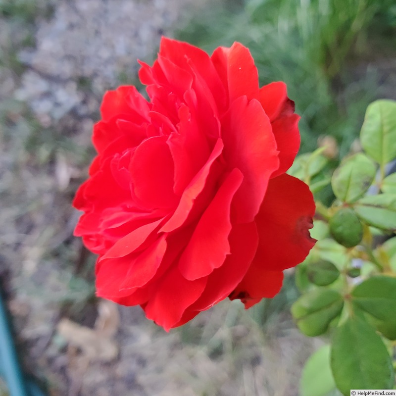 'True Passion' rose photo