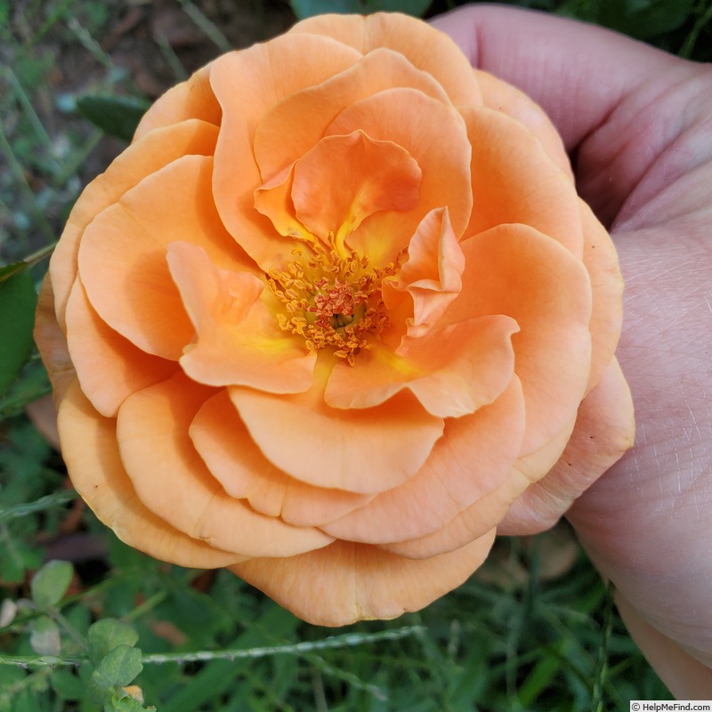 'Double Easy Orange' rose photo