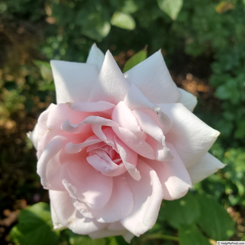 'Meredith (hybrid tea, Carruth 2002)' rose photo