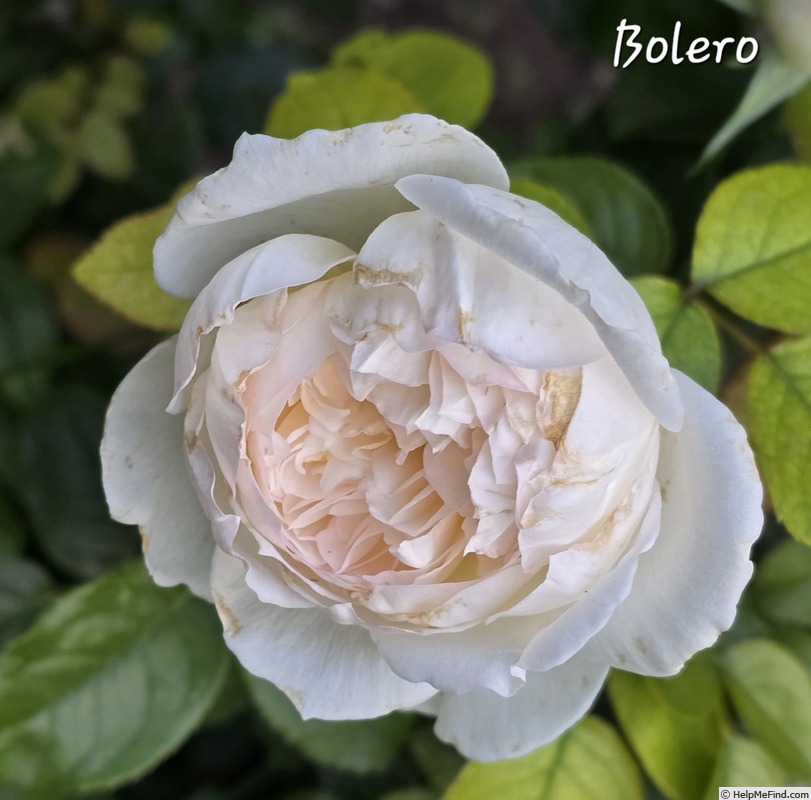'Bolero (hybrid tea, Meilland, 1997)' rose photo