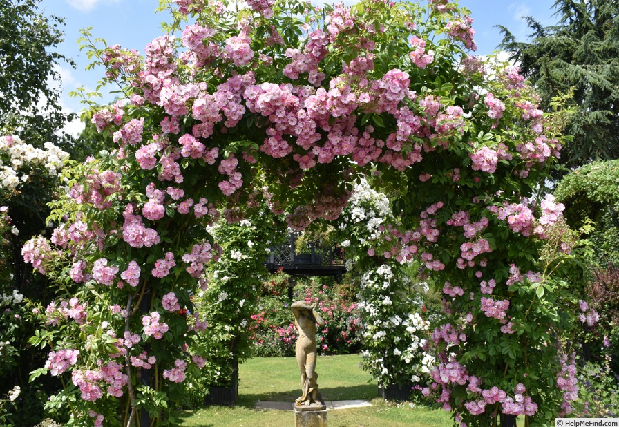'Apple Blossom (hybrid multiflora, Burbank, 1932)' rose photo