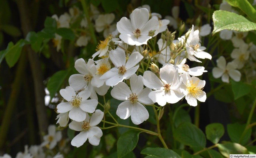 'R. helenae' rose photo