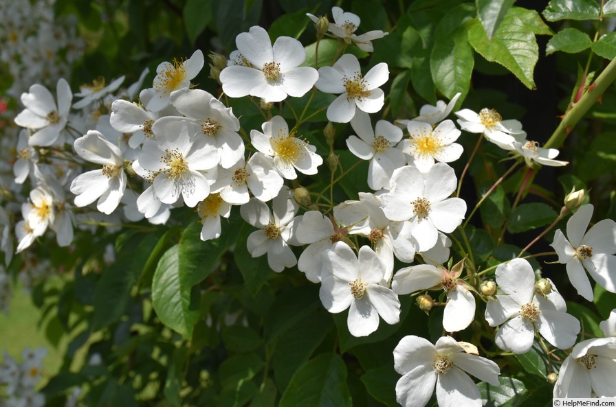'R. helenae' rose photo