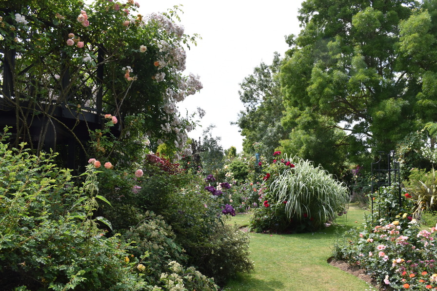 'Peter Beales Roses'  photo