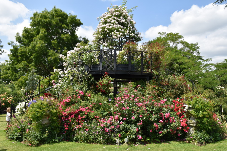 'Peter Beales Roses'  photo