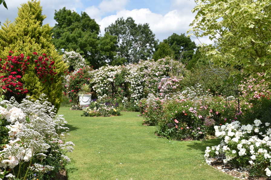 'Peter Beales Roses'  photo