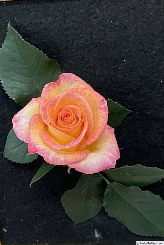 'Conundrum ™' rose photo