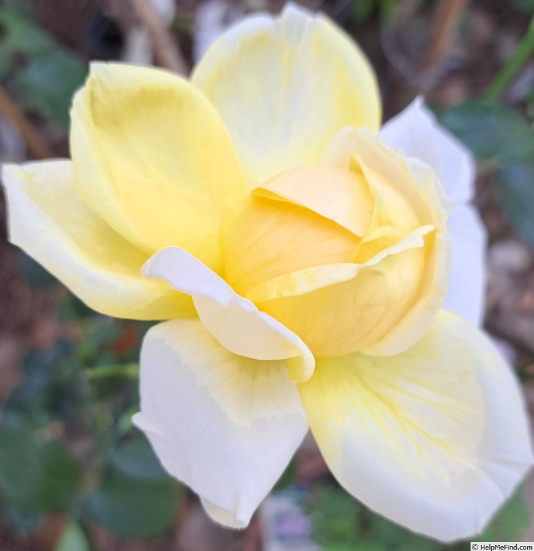 'Michelangelo ® (hybrid tea, Meilland before 1997)' rose photo