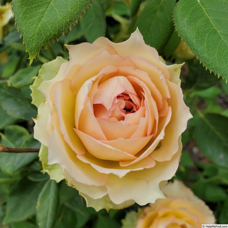 'Euphoria (hybrid tea, Interplant, 2006)' rose photo