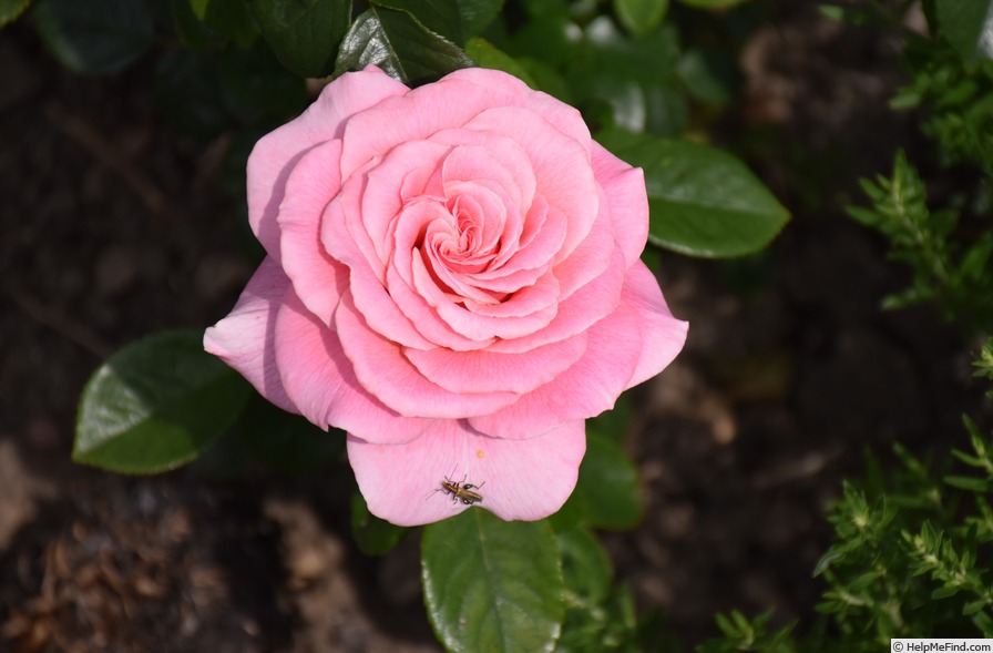 'Tickled Pink (floribunda, Fryer 2006)' rose photo