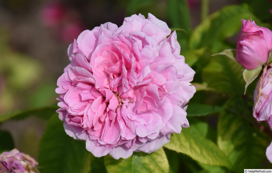 'Comte de Chambord (damask perpetual, Robert, pre 1852)' rose photo
