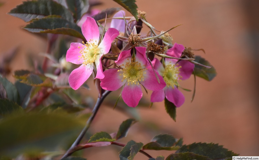'R. glauca' rose photo