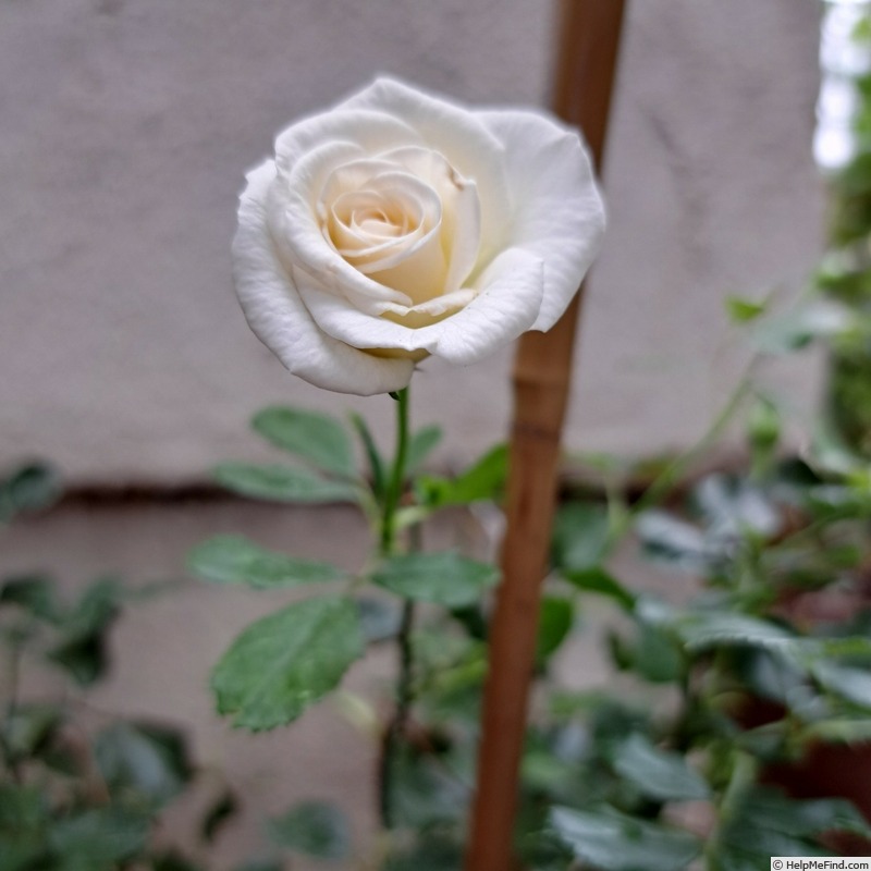 'Schneeküsschen ® (miniature, Kordes 2005/16)' rose photo