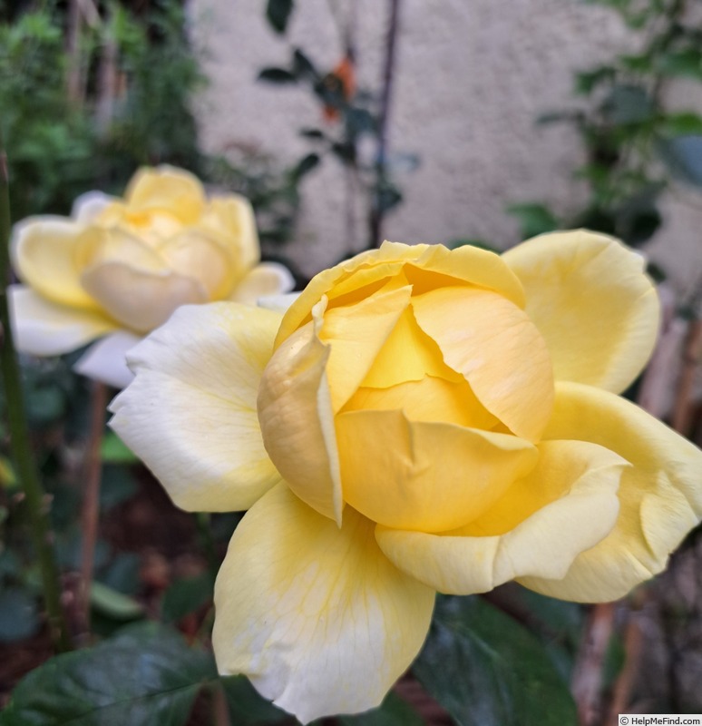 'Michelangelo ® (hybrid tea, Meilland before 1997)' rose photo