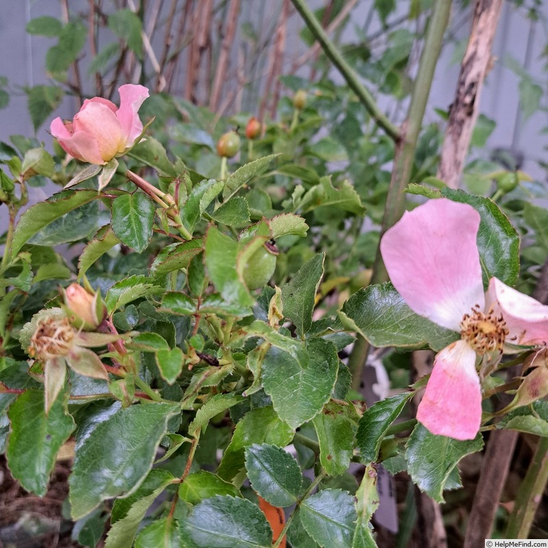 'Champs-Elysées ® (floribunda, Meilland 2013/21)' rose photo