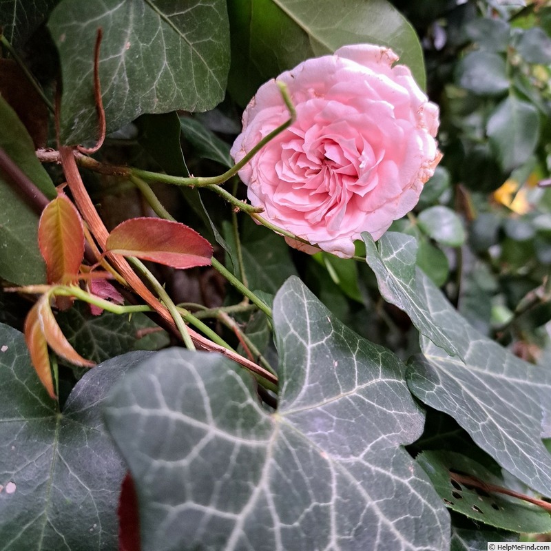 'La Giralda ® (climber, Kordes, 2003)' rose photo