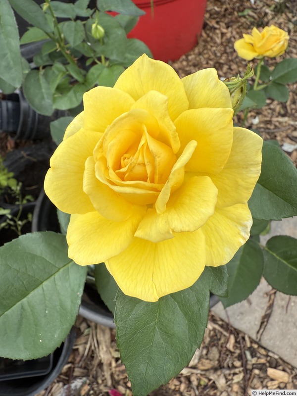 'Bee Heaven™' rose photo