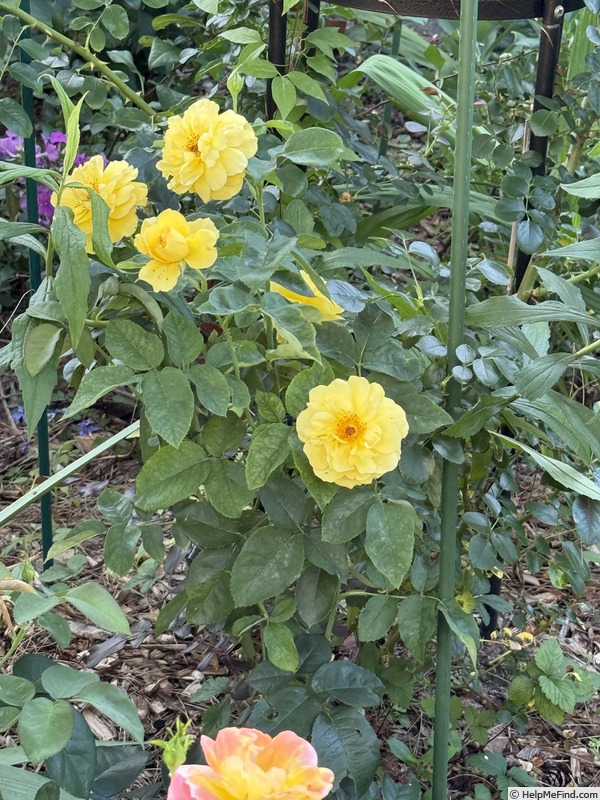 'Bee Heaven™' rose photo