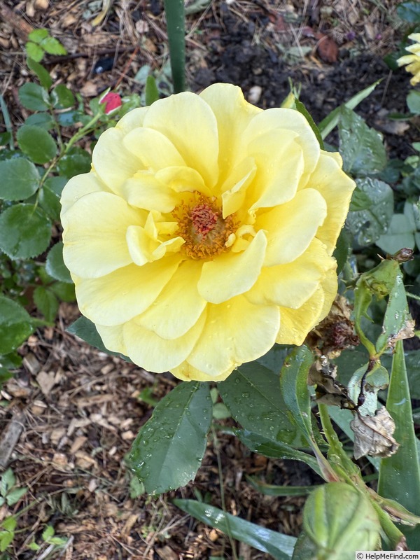 'Bee Heaven™' rose photo